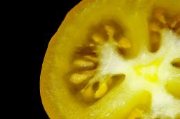 Yellow Tomato